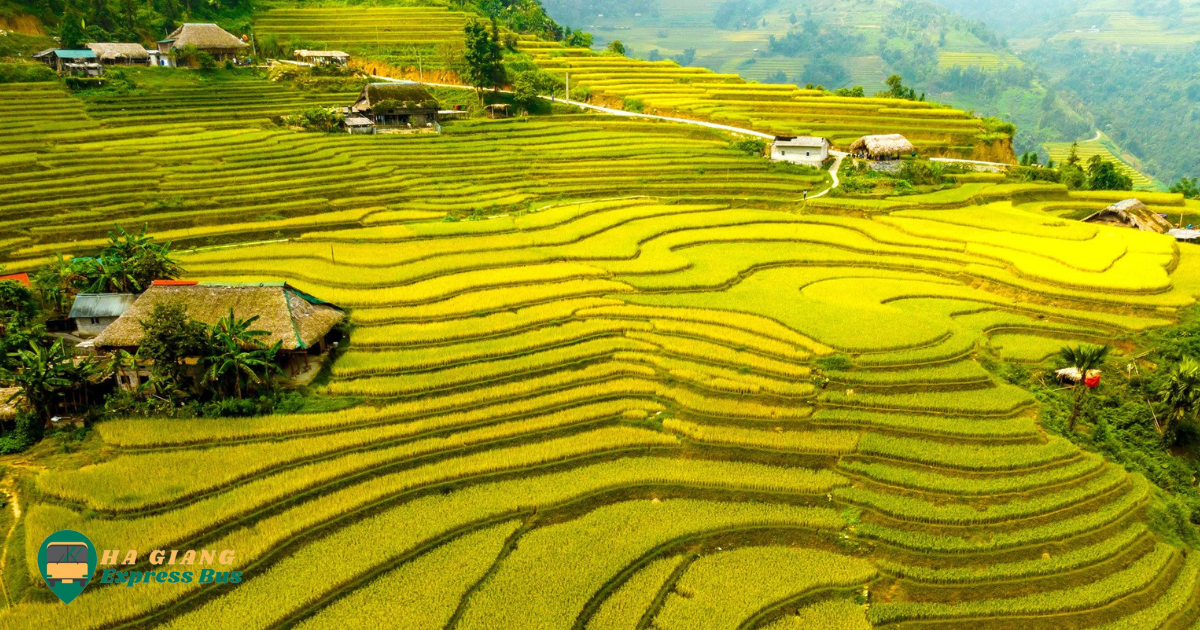 Sa Phin, Ha Giang - Terraced fields in August